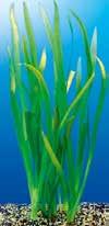 Hyssop Bleher s Swordplant Java Moss (Bacopa monnieri)