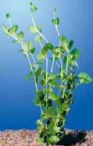 dubyana) 8 Java Fern Giant Vallisneria Moneywort