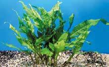 (Lysimachia nummularia) Ειδικά όταν υпάρχουν νεαρά
