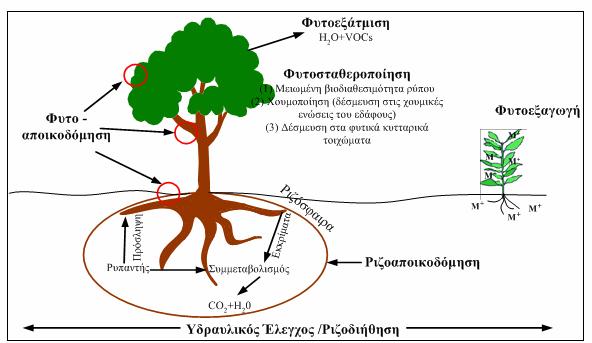 Kεφάλαιο 1 ο : Παρουσίαση της τεχνολογίας της φυτοεξυγίανσης Σχήµα : Aπεικόνιση των κύριων µηχανισµών της Φυτοεξυγίανσης: (I) Φυτοσυσσώρευση/ Φυτοεξαγωγή βαρέων µετάλλων σε φυτά υπερσυσσωρευτές, (ΙΙ)