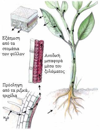 Κεφάλαιο 3 ο : Βασικά χαρακτηριστικά της µορφολογίας και της φυσιολογίας των φυτών 3.3.1 Μεταφορά συστατικών δια µέσου του ξυλώµατος Σχήµα 13: Μεταφορά του εδαφικού ύδατος από τη ρίζα στο φύλλωµα διαµέσου του ξυλώµατος.