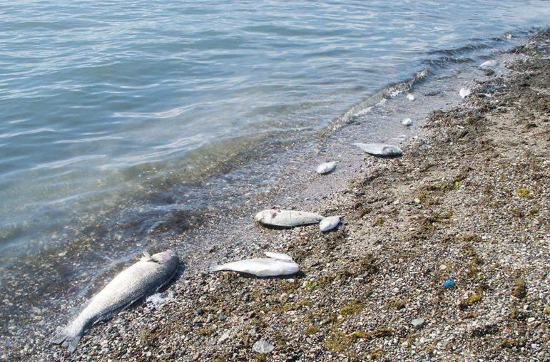 Στερεά Ελλάδα: Ανάλυση PEST Περιβάλλον - Τεχνολογία Περιβάλλον Ισχυρή παρουσία βιομηχανίας, η οποία ενδεχομένως ευθύνεται για μόλυνση στον κορινθιακό κόλπο.