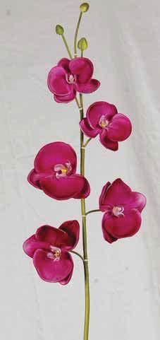 phalaenopsis