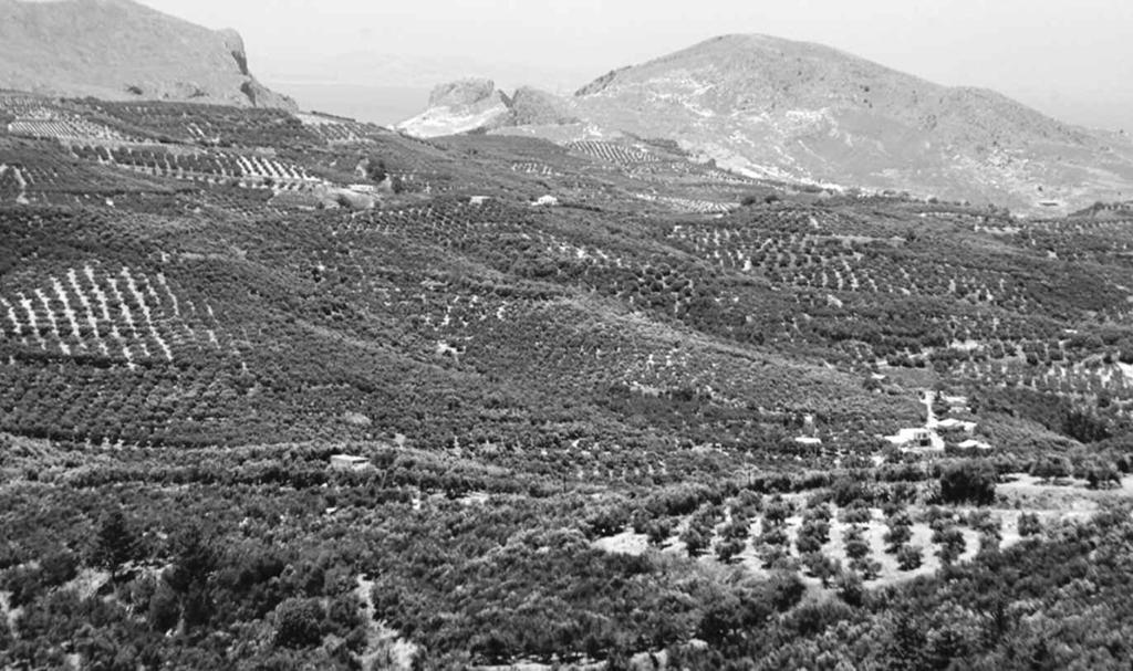 Βασική αιτία των εξελίξεων φαίνεται να έχει τη βάση της στη σημαντική μείωση της περσινής παραγωγής στην Ελλάδα και ιδιαίτερα στην Κρήτη, η οποία αποδεικνύεται ότι ξεπέρασε και τις πλέον απαισιόδοξες