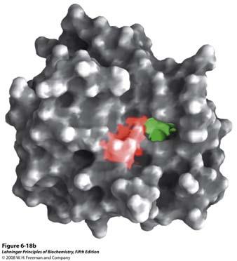 Kimotripsin primjer enzima koji koristi kovalentnu katalizu kao i kiselo-baznu