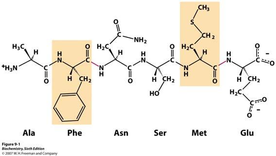 aminokiselina ili aminokiselina koje imaju velike hidrofobne bočne skupine (na