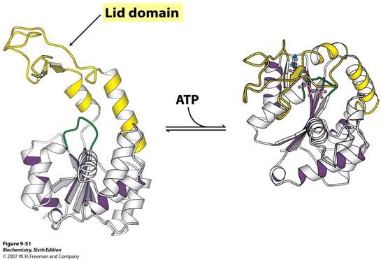 Vezanjem ATP dolazi do inducirane konformacijske promjene enzima, a vezanje NMP dovodi do dodatne promjene konformacije enzima.