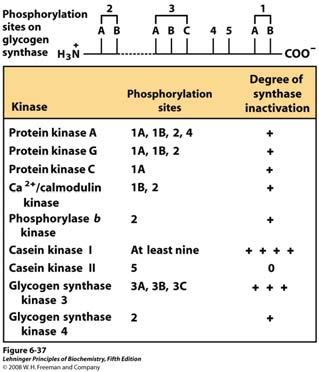 Jedan regulatorni enzim može se fosforilirati na nekoliko različitih mjesta. Primjer višestrukih regulatornih fosforilacija glikogen sintaze.