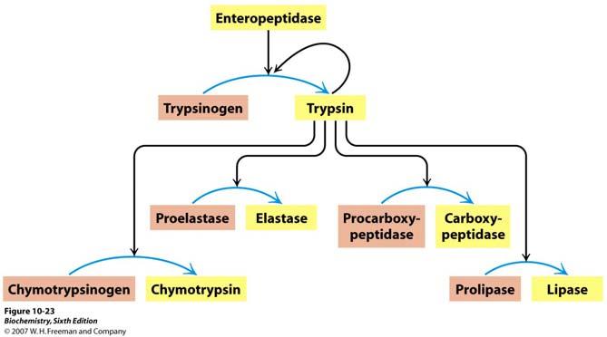 Specifičnim proteolitičkim cijepanjem aktiviraju se mnogi enzimi Enteropeptidaza inicira nastajanje tripsina što uzrokuje kaskadu