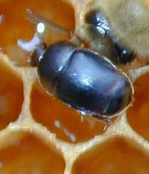 (Washington State Beekeepers