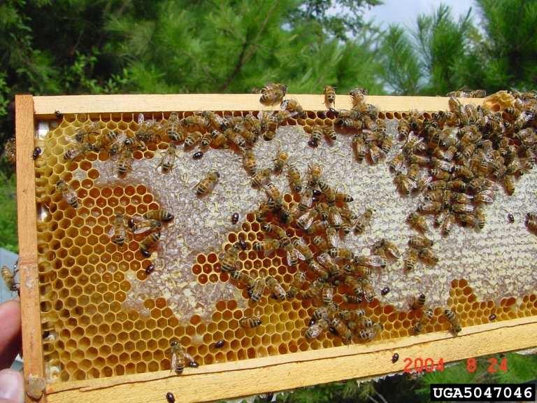 από περιπτώσεις δηµιουργίας τεχνητά αποδυναµωµένων µελισσιών (κυψελίδια σύζευξης) και από µελίσσια που περιέχουν µολυσµένο γόνο από