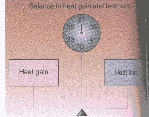 Ισοζύγιο θερμότητας Σύνολο μηχανισμών που αφορούν τη δυσχέρανση ή διευκόλυνση της αποβολής