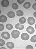 (a) (b) Εικόνα 6 (a) (blood cells) original image, (b) Ground truth image 2.