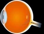 Κύρια αιτία τύφλωσης στους ενήλικες (24.