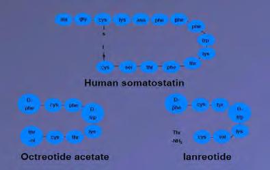 Carcinoid syndrome: response to somatostatin analogues Clinical