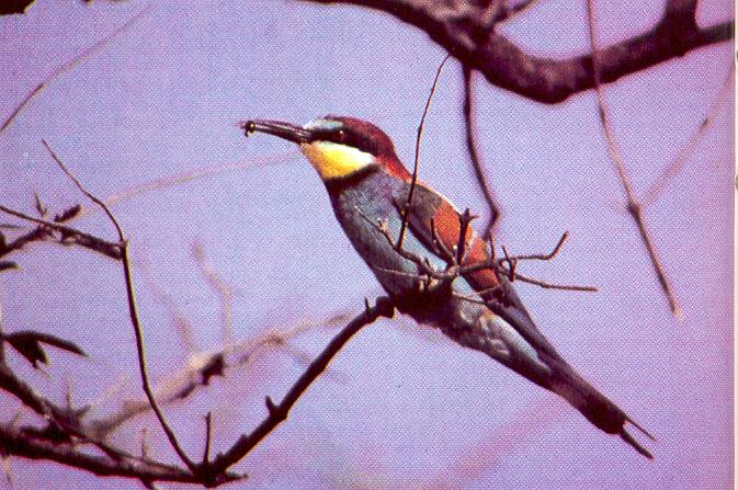 Vespa orientalis