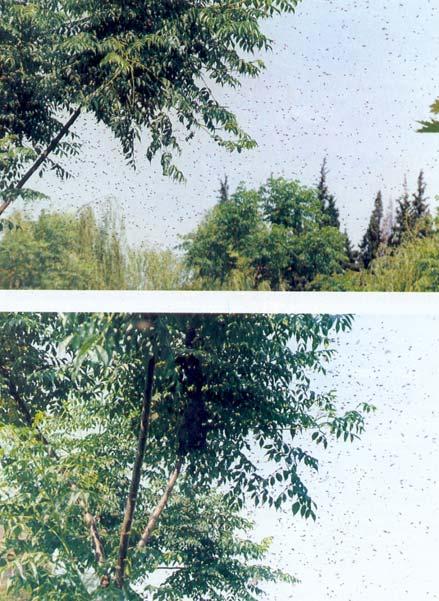 αριθµό γονιµοποιηµένων αυγών ή πολύ µικρών προνυµφών, από εργατικά κελιά µέσα στα βασιλικά.
