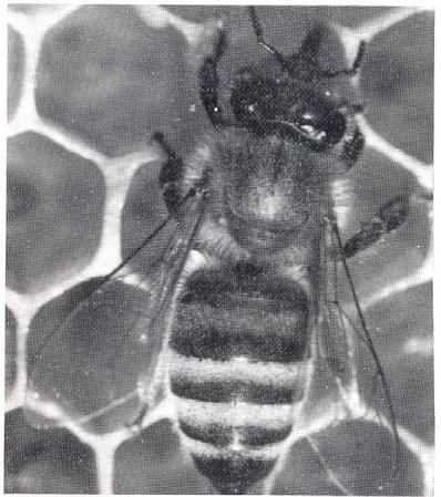 Εικόνα 2. Εργάτρια µέλισσα της A.mellifera carnica (Φωτ. του H.