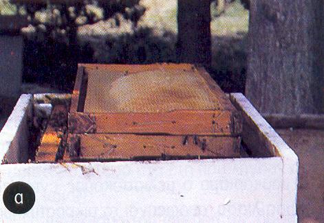 Κατόπιν αφαιρείται η οριζόντια κηρήθρα από το µελισσοσµήνος και τα βασιλικά κελιά που έχουν δηµιουργηθεί τοποθετούνται σε κυψελίδια σύζευξης ή σε Εικόνα 37.