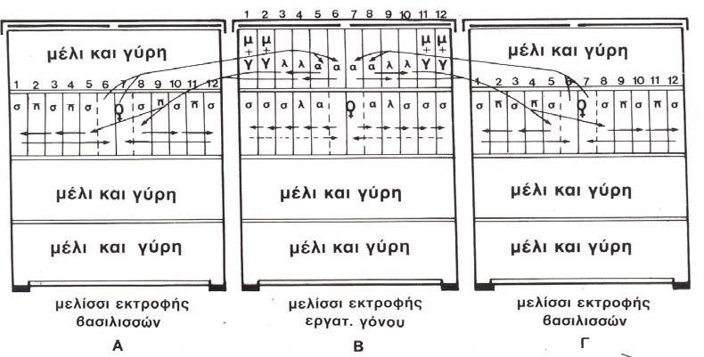 Χρησιµοποιούνται 3 κυψέλες τύπου Στάνταρ Λάγκστροθ µε 4 ή 5 ορόφους (ρηχά πατώµατα). Τα πλαίσια τοποθετούνται κατά µήκος της µικρότερης διάστασης της κυψέλης (Εικ. 59).