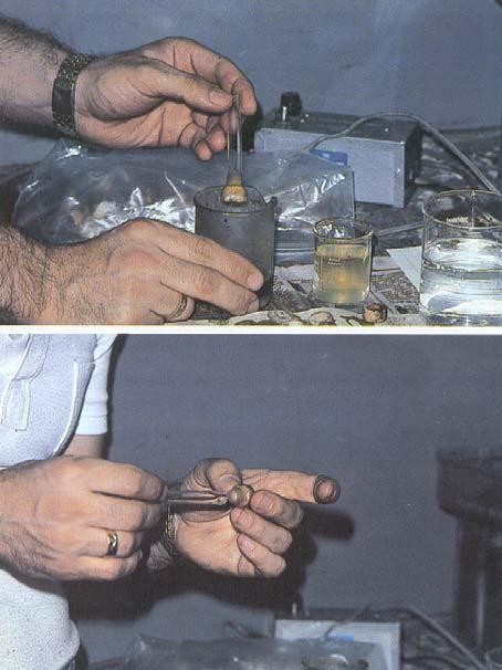 2. Παράγοντες που επηρεάζουν την ποιότητα των παραγόµενων βασιλισσών στις µεθόδους που χρησιµοποιείται ο εµβολιασµός της προνύµφης σε τεχνητές βάσεις βασιλοκυττάρων.
