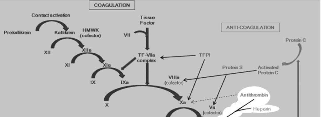 ΧΡΟΝΟΣ ΘΡΟΜΒΙΝΗΣ The thrombin time involves only the addition of bovine or human thrombin to platelet poor plasma.