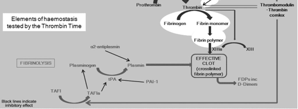 plasma e.g. heparin. Thrombin cleaves fibrinogen, releasing fibrinopeptide A (FpA) and fibrinopeptide B (FpB).