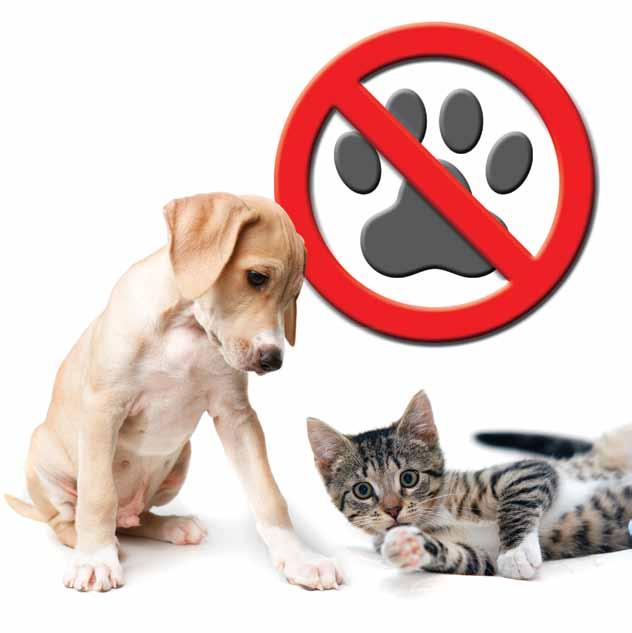 HUNTERSNEK PET Granule Margosa extract 0,5 % β/β (Εμποτισμένοι κόκκοι) Απωθητικό κατοικίδιων (Σκύλου Γάτας) εξωτερικών χώρων Το HUNTERSNEK Pet είναι απωθητικό για κατοικίδια ζώα, Σκύλους και Γάτες,