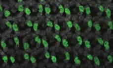سخدم شبكا ذبابة الاكهة Drosophila melanogaster نوعن رئسن قط حكم مصرهما القرار العشوائ الثنائ بالعبر عن عامل النسخ "سبانلس" Spineless مسقب ال الضوء R7.