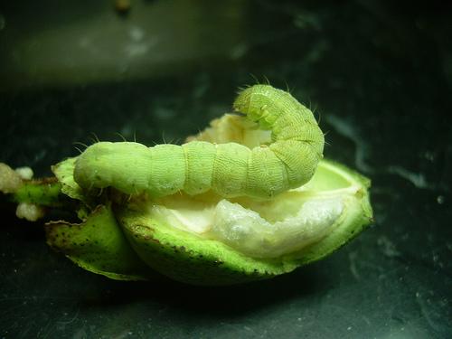 7 Στ) Πράσινο σκουλήκι κάψας (Heliothis armigera Noctuidae Lepidoptera) Είναι είδος πολυφάγο.