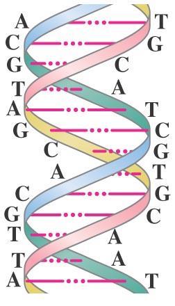 21-12 Ηλεκτρικές Δυνάμεις στη Μοριακή Βιολογία: DNA Η Μοριακή βιολογία προσπαθεί να κατανοήσει