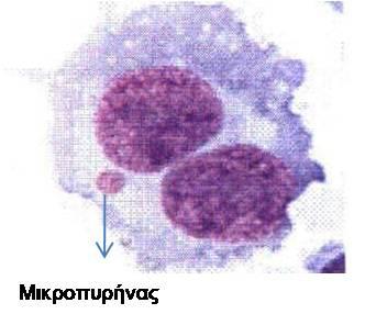 ΜΕΤΡΗΣΕΙΣ ΣΥΧΝΟΤΗΤΑΣ ΜΙΚΡΟΠΥΡΗΝΩΝ ΔΡΑΣΗ 2: Μετρήσεις της Συχνότητας Μικροπυρήνων Οι μικροπυρήνες (ΜΝ) είναι επιπρόσθετοι πυρήνες που δημιουργούνται κατά τη διάρκεια της κυτταρικής διαίρεσης, λόγω