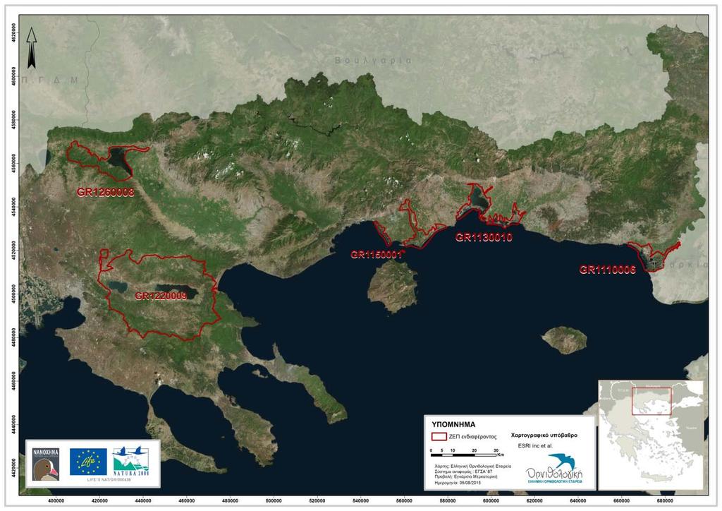 7.2 Εθνικό καθεστώς προστασίας / Ληφθείσες Δράσεις στην Ελλάδα Από το 1993 έως το 2003 απαγορεύτηκε το κυνήγι όλων των χηνών στην Ελλάδα.
