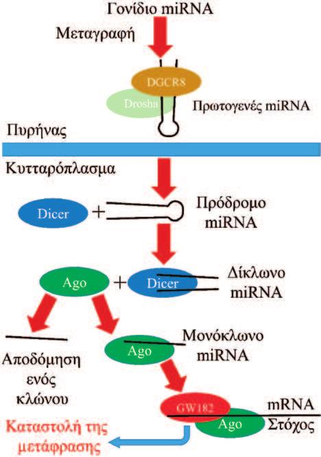 ΟΣΤΕΟΑΡΘΡΙΤΙΔΑ ΚΑΙ ΕΠΙΓΕΝΕΤΙΚΗ 729 Εικόνα 1. Η σύνθεση των mirnas και η δράση τους. Το πρωτογενές mirna μεταγράφεται από το αντίστοιχο γονίδιο.