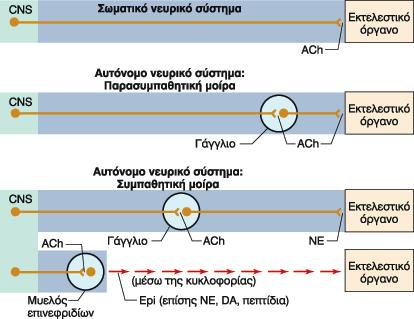 Συμπαθητικό-παρασυμπαθητικό (γάγγλια) Νικοτινικοί Υποδοχείς Νικοτινικοί
