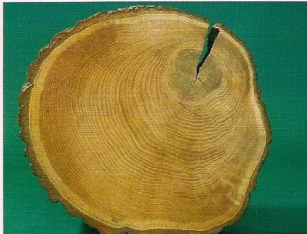 Η δημιουργία ξύλου ακανόνιστης δομής έχει συνδεθεί με διάφορα αίτια (μηχανικές τάσεις, φως, βαρύτητα, αυξίνη, δράση του αέρα κ.λ.π.) αλλά η εξήγηση του φαινόμενου δεν είναι ακόμα σαφής.
