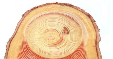 Το εφελκυσμογενές ξύλο έχει μικρότερες μηχανικές ιδιότητες σε σχέση με το κανονικό ξύλο (Panshin and de Zeeuw 1980).