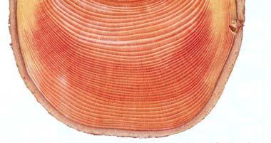 Επίσης, η κατεργασία εφελκυσμογενούς ξύλου είναι δύσκολη. Τα πριόνια υπερθερμαίνονται και παράγονται τραχιές, χνουδωτές επιφάνειες.