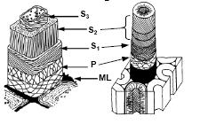 β) Απουσία της S3 στρώσης στα κυτταρικά τοιχώματα Από άποψη δομής των κυτταρικών τοιχωμάτων, οι τραχεΐδες θλιψιγενούς ξύλου χαρακτηρίζονται από έλλειψη της στρώσεως S3 (Σχήμα 2.6).