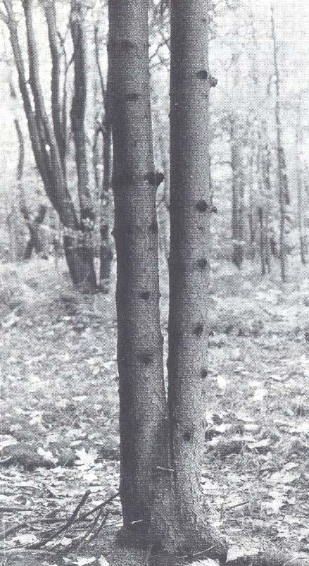 Εικόνα 1.2 Διχάλωση κορμού του είδους Picea abies (Timell 1986). 2. Αποκλίσεις από την ευθυΐνια Στην μορφή αυτής της ακανονιστίας περιλαμβάνεται κυρίως η στρεψοΐνια (Εικόνα 1.3).