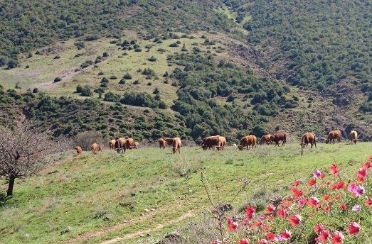 4.4.2 Μειωμένη κατανάλωση και εισαγωγές απειλούν την παραγωγή βοείου Η διαχρονική πτώση της κατανάλωσης βόειου και μοσχαρίσιου κρέατος, που σημειώνεται στις εγχώριες αγορές της Ε.