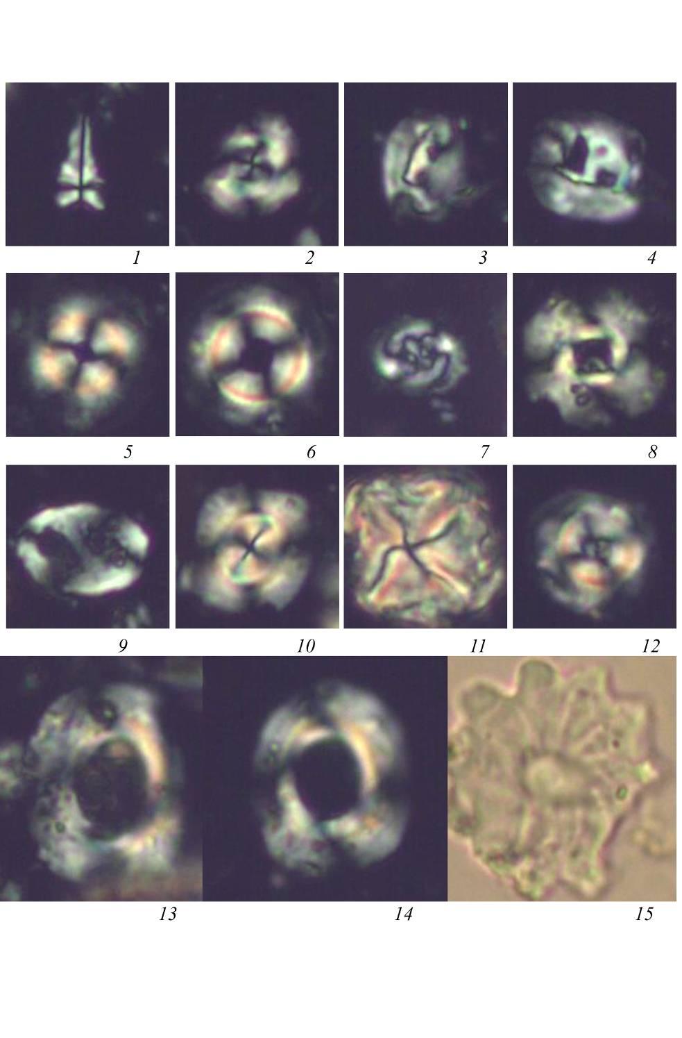 ΚΕΦΑΛΑΙΟ 4: Γεωχρονολόγηση 111 Εικ. 4.3. 1. Sphenolithus radians, NP 20-21, 2. Cribrocentrum reticulatum, NP 20-21, 3-4. Helicosphaera compacta, NP 20-21, 5-6. Ericsonia formosa, NP 20-21, 7.