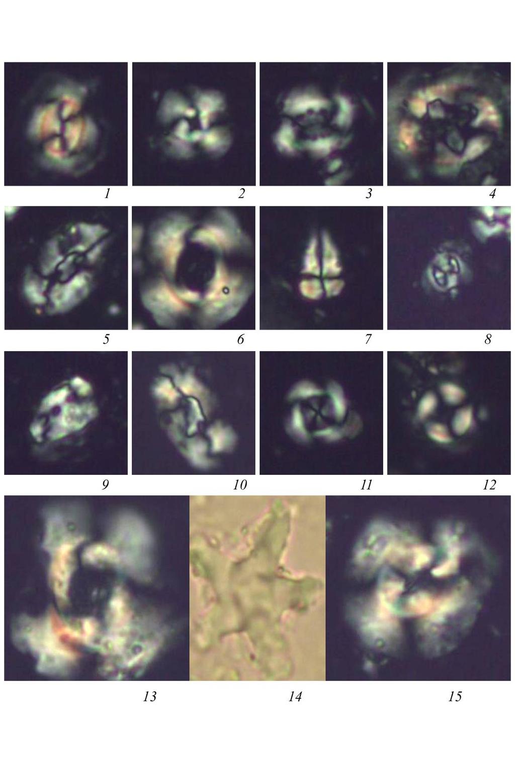 112 ΚΕΦΑΛΑΙΟ 4: Γεωχρονολόγηση Εικ. 4.4. 1. Coccolithus pelagicus, NP 20-21, 2.Cyclicargolithus floridanus, NP 20-21, 3. Reticulofenestra oamaruensis, NP 20-21, 4.