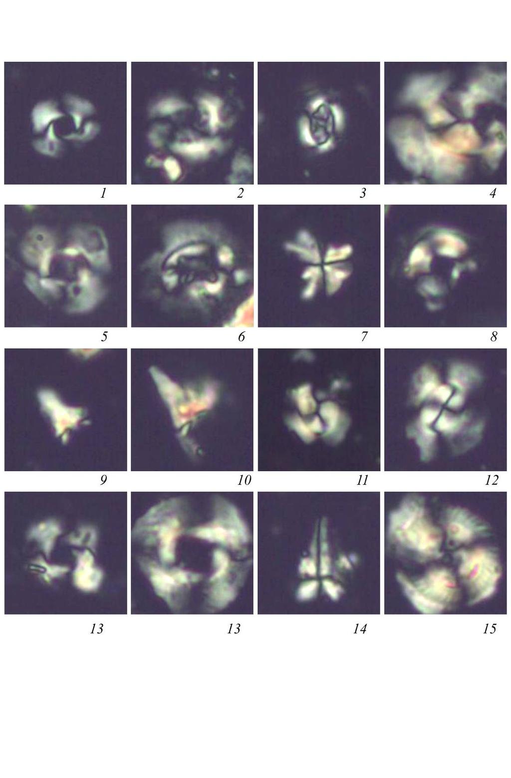 ΚΕΦΑΛΑΙΟ 4: Γεωχρονολόγηση 113 Εικ. 4.5. 1. Cyclicargolithus floridanus, NP 20-21, 2. Reticulofenestra oamaruensis, NP 20-21, 3. Ericsonia subdisticha, NP 20-21, 4.