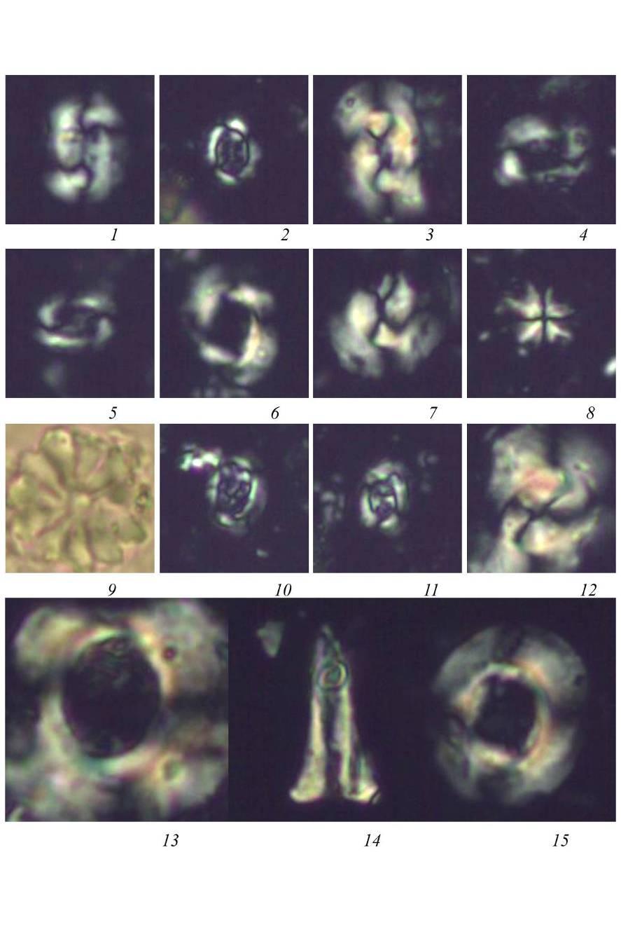 ΚΕΦΑΛΑΙΟ 4: Γεωχρονολόγηση 115 Εικ. 4.7. 1. Reticulofenestra oamaruensis, NP 20-21, 2. Ericsonia subdisticha, NP 20-21, 3. Reticulofenestra scrippsae, NP 20-21, 4-5.