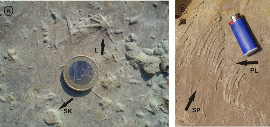 Spiroraphe (SP), Paleodictyon majus (PL). Εικ. 6.3.