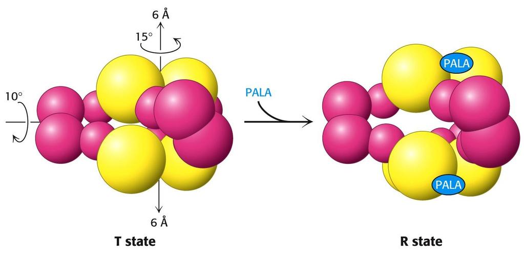 ATCase exists in two conformations: a compact, relatively