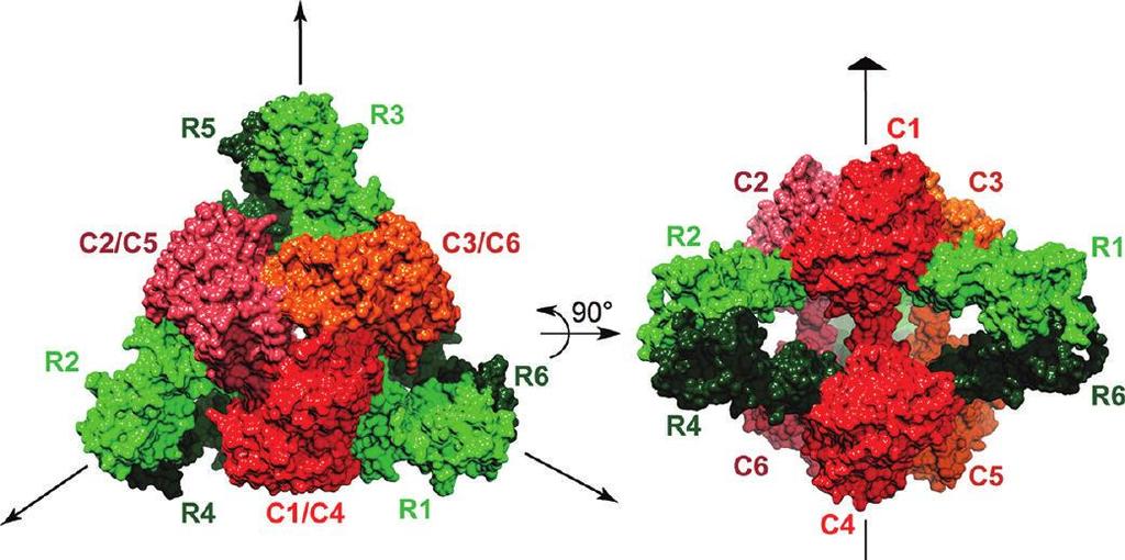 Κρύσταλλος R μορφή C1-C-C3 και C4-C5-C6: καταλυτικά τριμερή