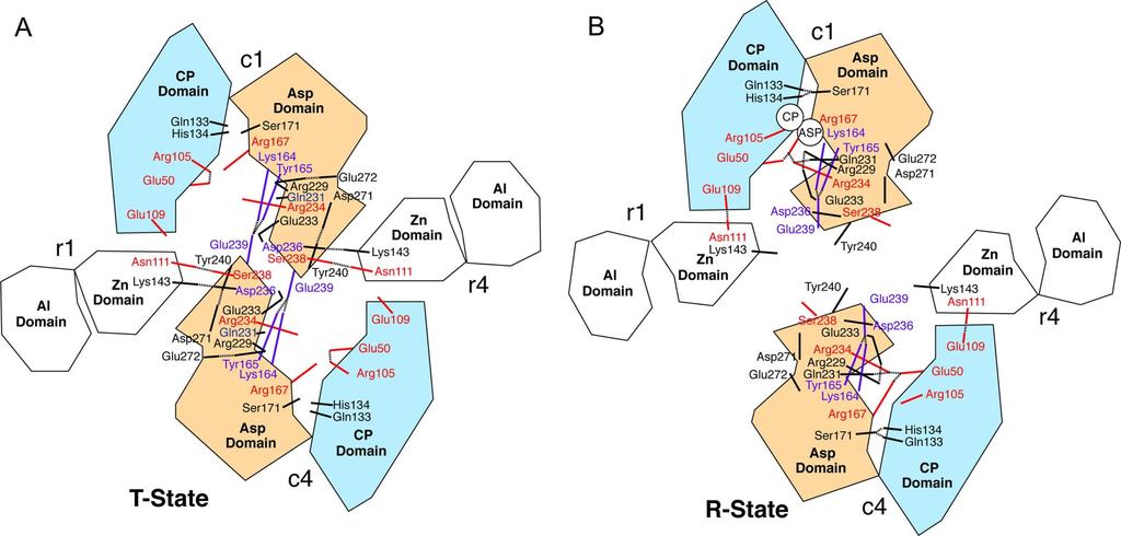 A schematic representation of the interactions that have been identified as important for the allosteric transition in ATCase by site-specific mutagenesis in the T (A) and R (B) states.