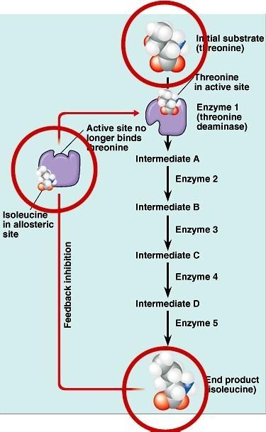 Αλλοστερική αναστολή από το τελικό προϊόν ενός μεταβολικού δρόμου Η ισολευκίνη δεσμεύεται αλλοστερικά στην